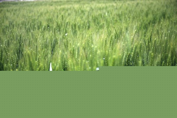 立博体育中文版深度解析：返水政策如何重塑玩家长期收益？